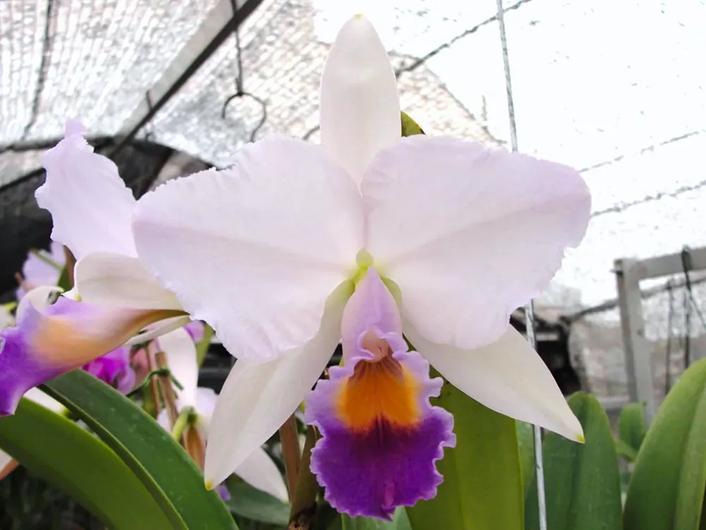 Cattleya trianae coerulea 'DM'