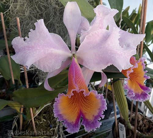 Cattleya Zephyr (schroederae x dowiana) Colombia