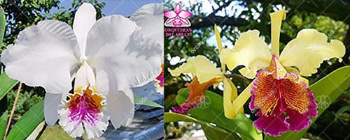 Cattleya Empress Frederik (mossiae semi-alba x dowiana)