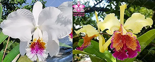 Cattleya Empress Frederik (mossiae semi-alba x dowiana)