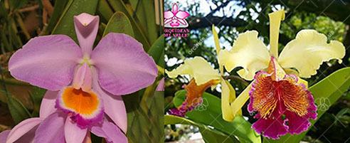Cattleya eldorado x dowiana aurea