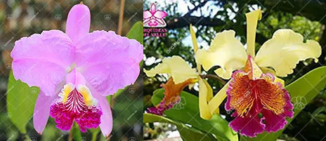 Cattleya luedemanniana x dowiana aurea