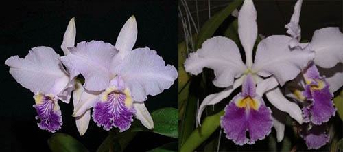 Cattleya (luedemanniana coerulea x warscewiczii coerulea)