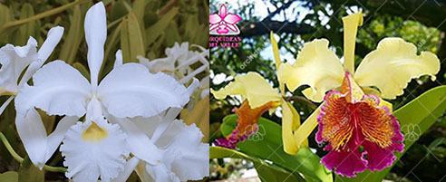 Cattleya dowiana aurea x warscewiczii alba 'Nevado'
