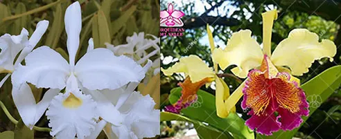 Cattleya dowiana aurea x warscewiczii alba 'Nevado'