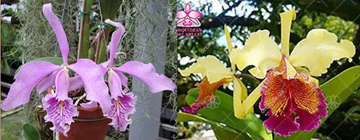 Cattleya maxima x dowiana aurea