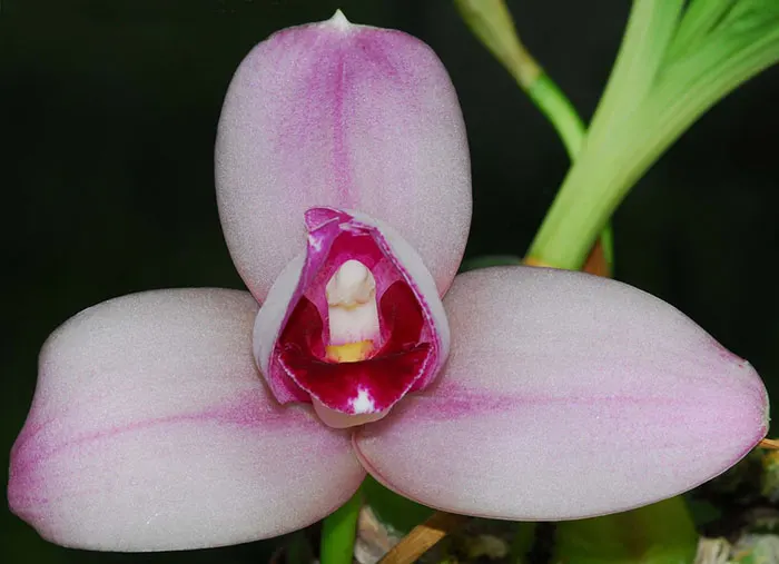 Lycaste Santiago De Gualaceo