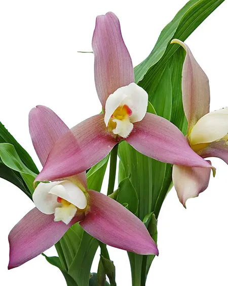 Lycaste Luciani