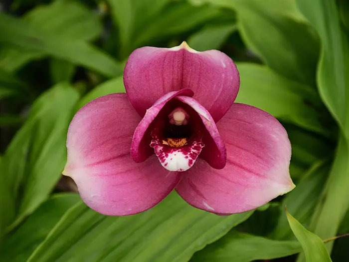 Lycaste Sun Spots 4N x 4N GS529
