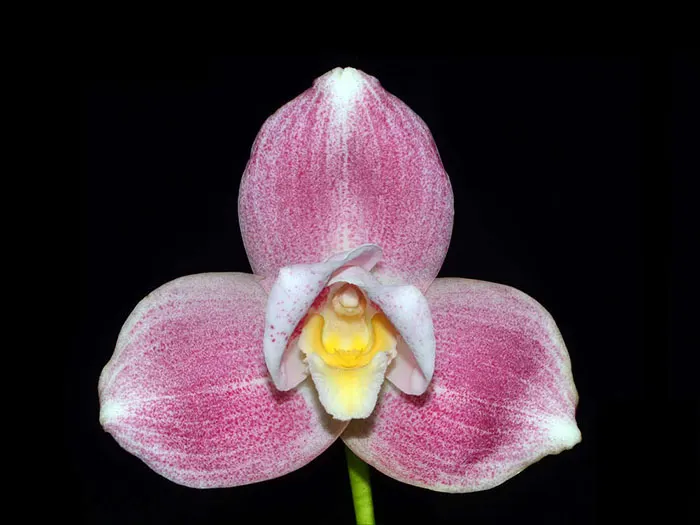 Lycaste Hanamikouji 'Kobe' 2N x 4N