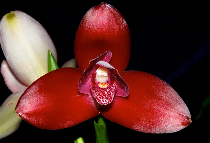 Lycaste Gladys Eljuri Red Spotted H00567