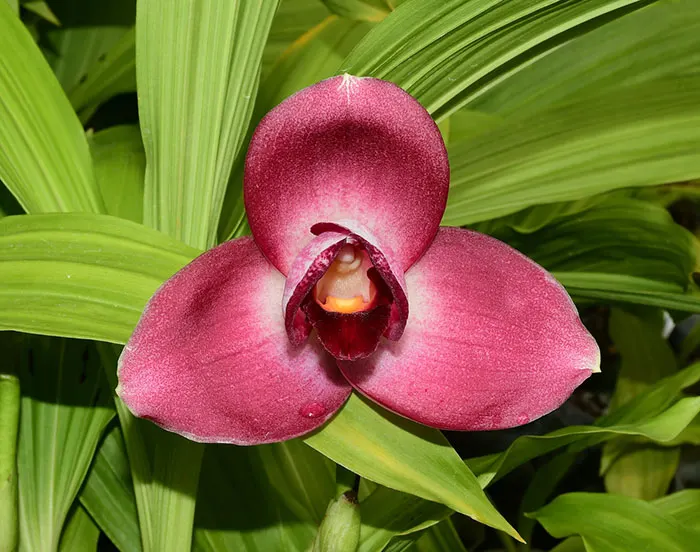 Lycaste Keyla Alarcon Q