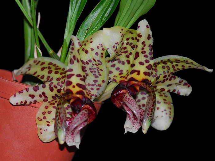 Stanhopea Shinjik