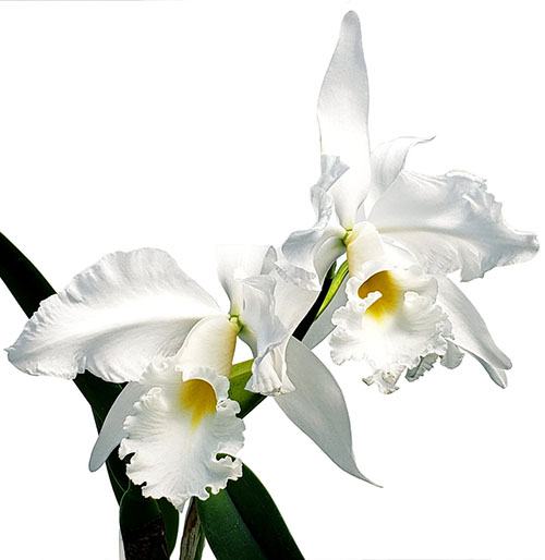 Cattleya Adrienne de Wavrin alba (warscewiczii alba x maxima alba)