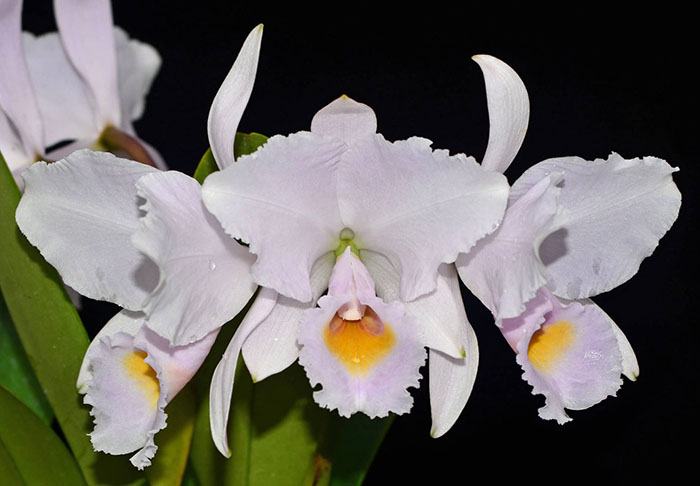 Cattleya schroederae (Equagenera)