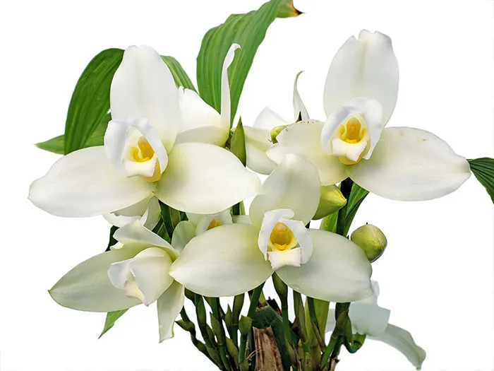 Lycaste virginalis alba x virginalis alba