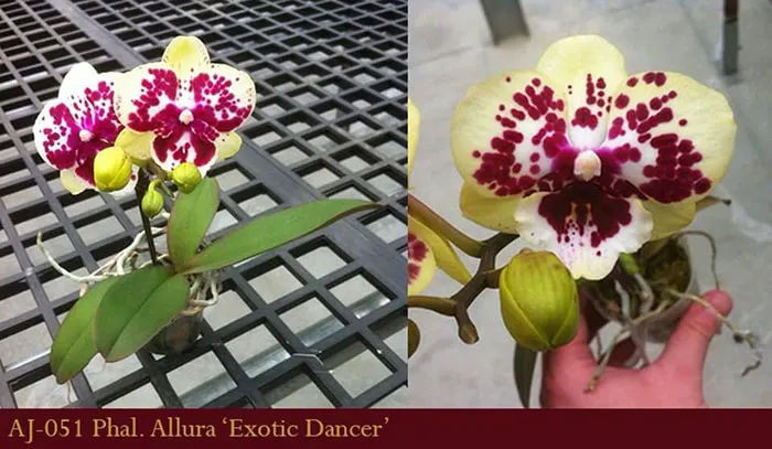 Phalaenopsis Allura 'Exotic Dancer'