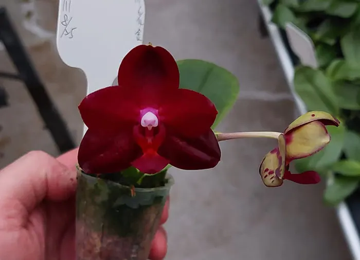Phalaenopsis Allura 'Ruby Diamond'