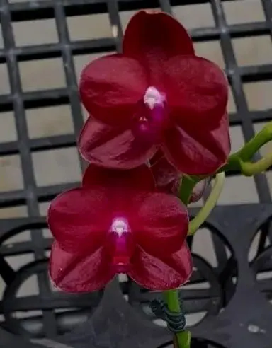 Phalaenopsis Allura 'Valentine'