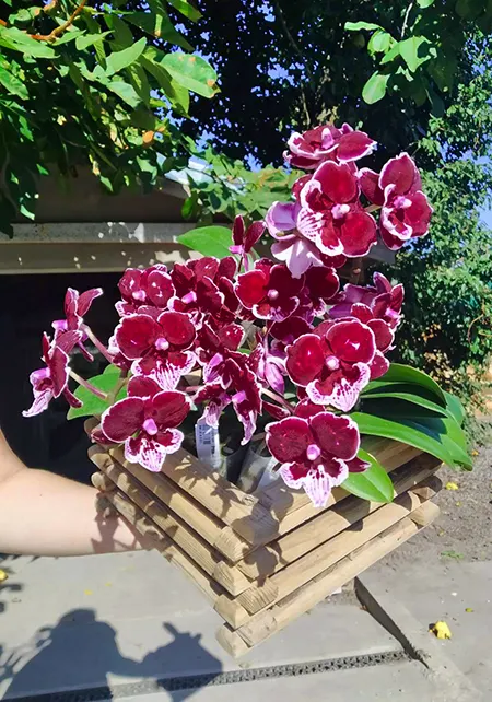Phalaenopsis Allura 'Black Swan'