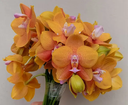 Phalaenopsis Allura 'Matera'