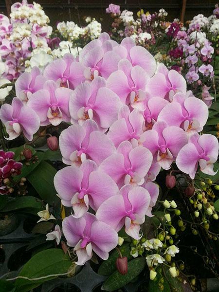 Phalaenopsis Allura 'Lady Margaret II'