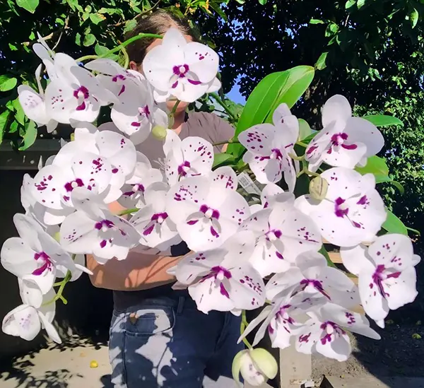 Phalaenopsis Allura 'Charlie Chaplin'