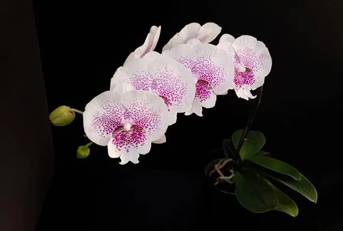 Phalaenopsis Allura 'Genie'