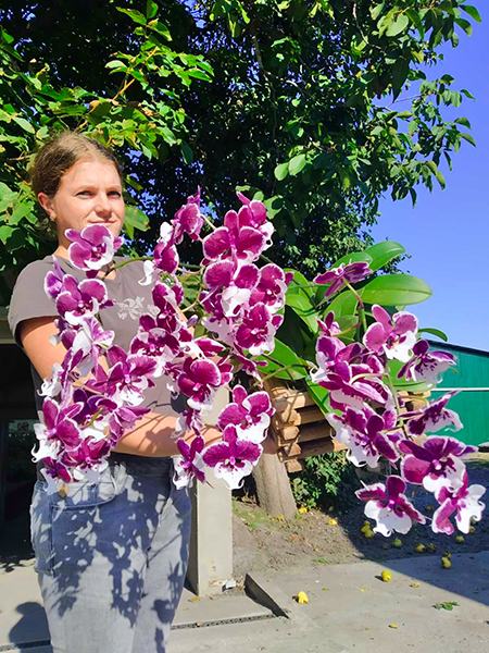 Phalaenopsis Allura 'Santa Claus'