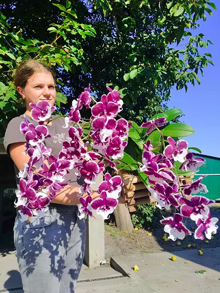 Phalaenopsis Allura 'Santa Claus'