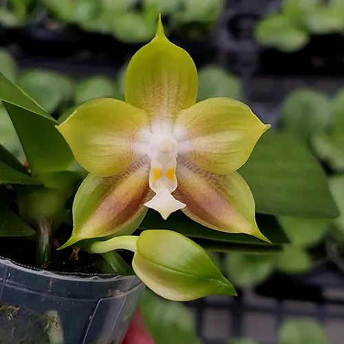 Phalaenopsis Mituo Reflex Dragon 'Allura'