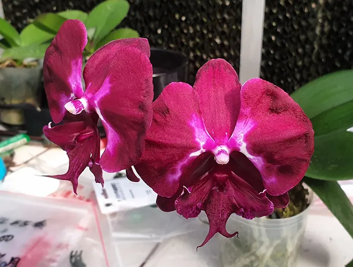 Phalaenopsis Allura 'Dracula'