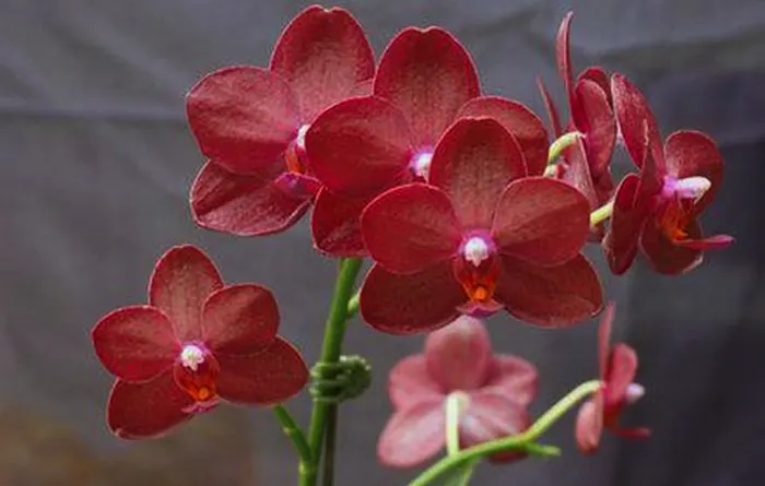 Phalaenopsis Allura 'Crimson Love'