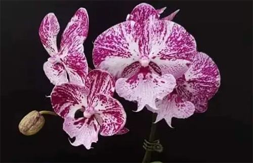 Phalaenopsis Allura 'Caramba'