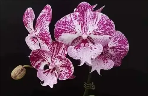 Phalaenopsis Allura 'Caramba'