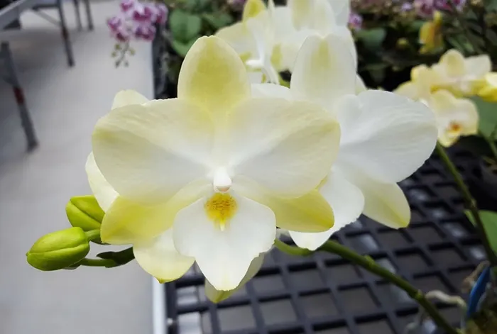 Phalaenopsis Allura 'Diamond Star'