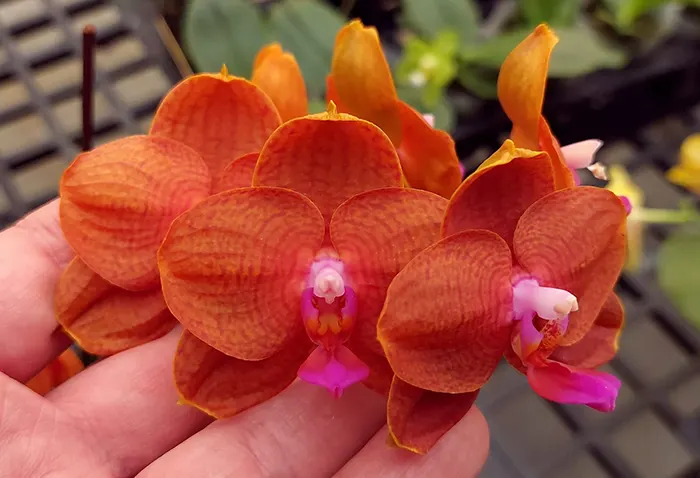 Phalaenopsis Allura 'Mars'