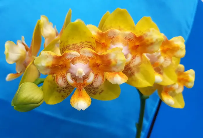 Phalaenopsis Allura Anmio Yellow Bat '9107'