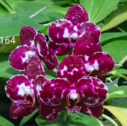 Phalaenopsis Mituo Sunrise 'Snow Red'