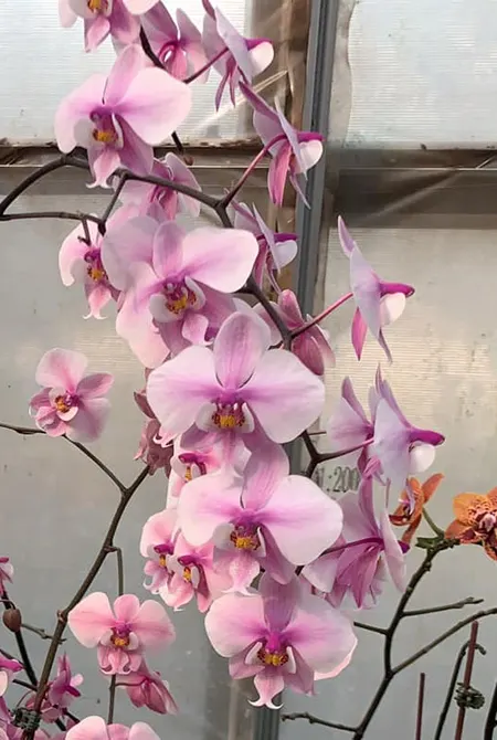 Phalaenopsis schilleriana 'Round Leaves' x self