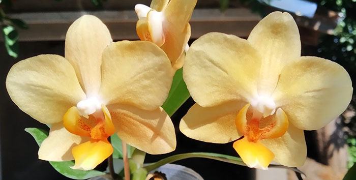 Phalaenopsis Little Emperor