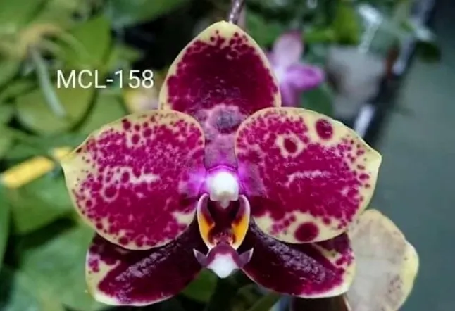 Phalaenopsis Mituo Reflex Dragon 'Mituo#21'