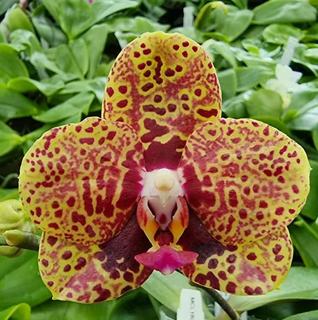 Phalaenopsis Mituo Diamond '578-10'
