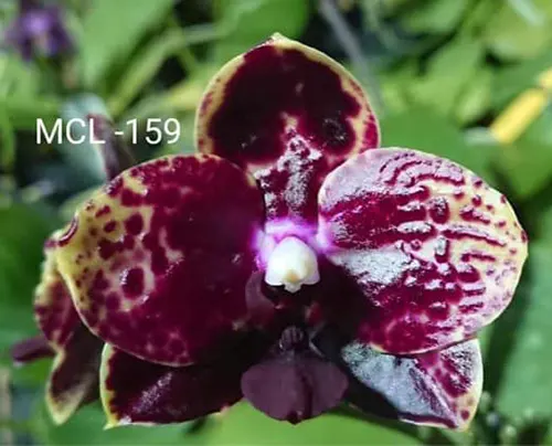 Phalaenopsis (Diamond Beauty '1202' x Mituo Reflex Dragon 'B-1')