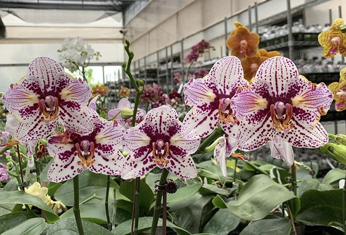 Phalaenopsis Ever Spring King 'ES'