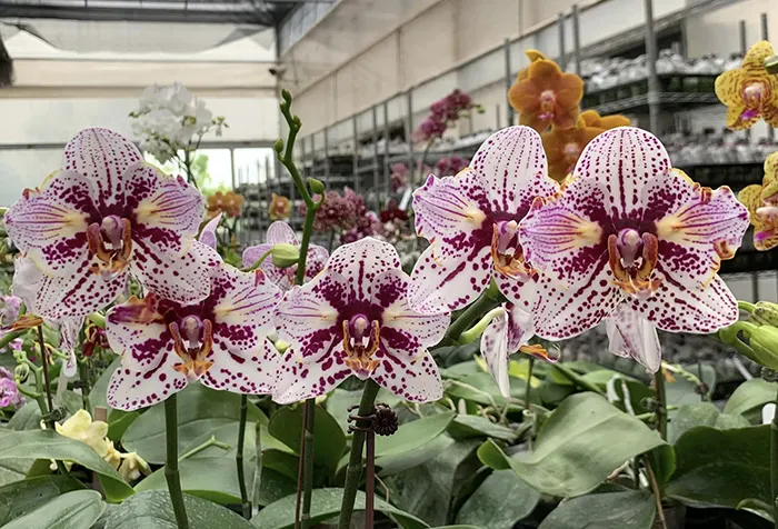 Phalaenopsis Ever Spring King 'ES'