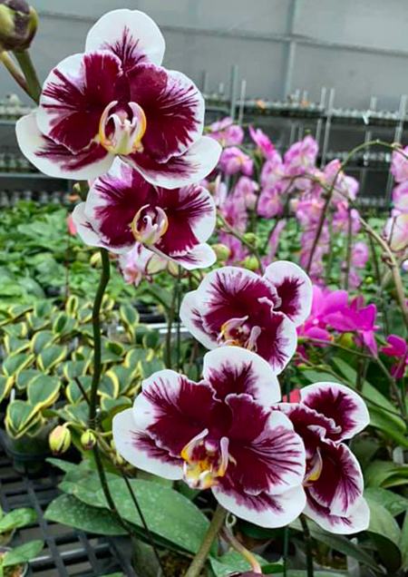 Phalaenopsis VOO Doo