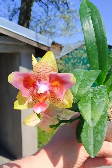 Phalaenopsis (Tzu Chiang Balm-Brother Sara Gold) 'ES-1'