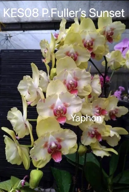 Phalaenopsis Fuller's Sunset