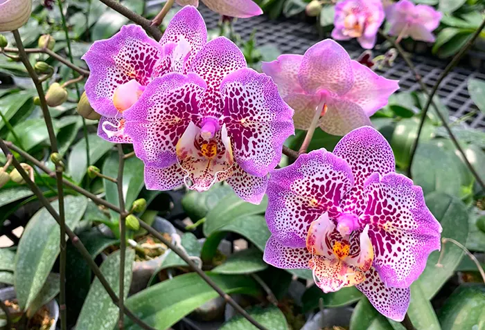 Phalaenopsis Leopard Princess 'Golden Leopard'